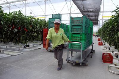 “Exportamos 20% de lo que comen en Estados Unidos”