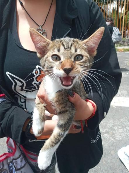 Torturan hasta la muerte a gatito de CCH Vallejo; estudiantes de la UNAM exigen justicia