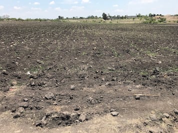 Sequía en Querétaro golpea a más de 75% de los ganaderos