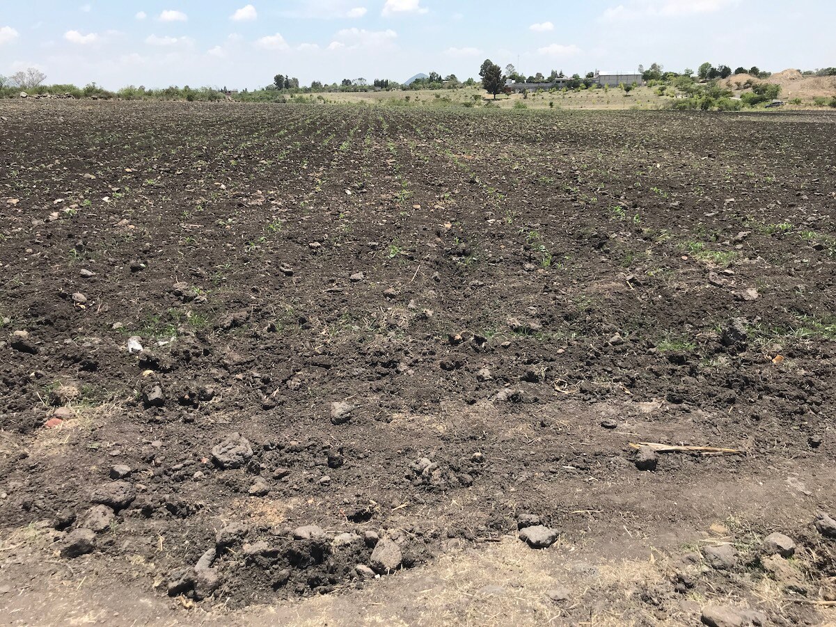 Sequía en Querétaro golpea a más de 75% de los ganaderos