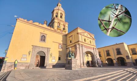El árbol con espinas en forma de cruz que solo crece en Querétaro