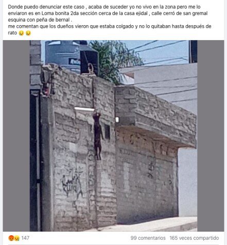 Perrita fue colgada de la azotea, en un domicilio de la capital de Querétaro