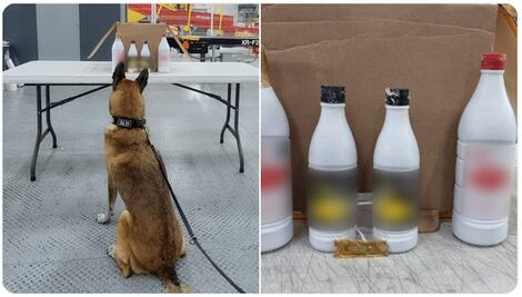 No era salsa; lomito halla droga en paquete del Aeropuerto de Querétaro