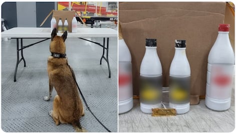 No era salsa; lomito halla droga en paquete del Aeropuerto de Querétaro