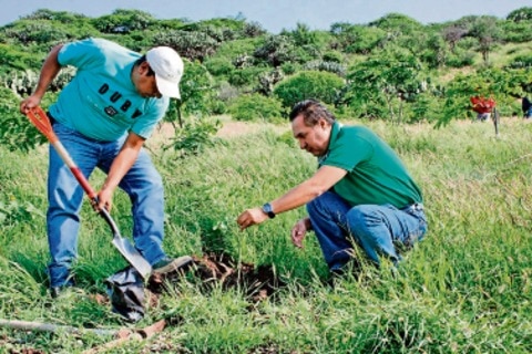 Reforestan 100 árboles