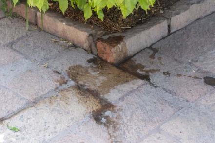 Materia fecal, un problema para el Centro Histórico de Querétaro 