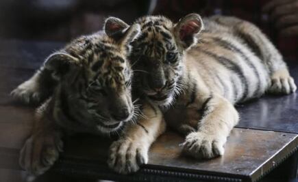 ¿Qué animales exóticos ha recuperado Profepa desde 2016?