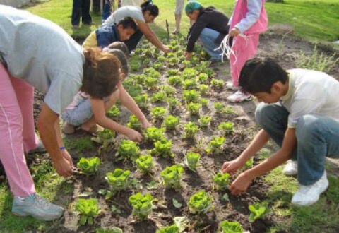 Huertos comunitarios en SRJ