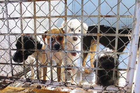 Mejorarán Unidad de Control Animal