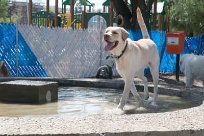 En SJR hay aumento de perros callejeros   