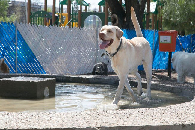 En SJR hay aumento de perros callejeros