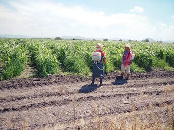 Llaman a trabajar bien en Canadá