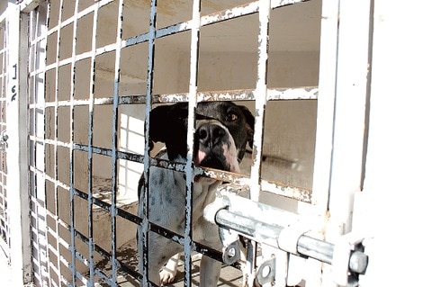 Continúan esterilizaciones 