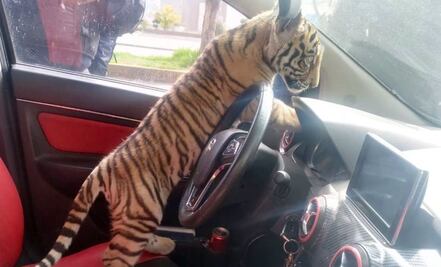 VIDEO: Detienen a hombre por pasear en su vehículo a un cachorro de tigre de bengala en Edomex