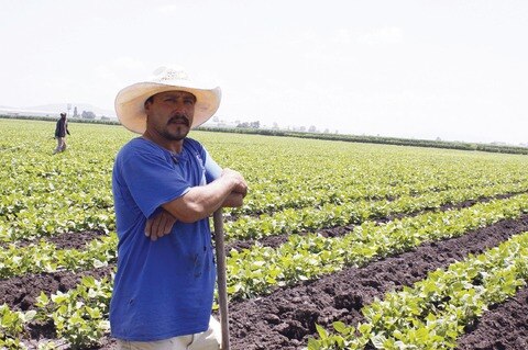 Para el campo 68 mdp