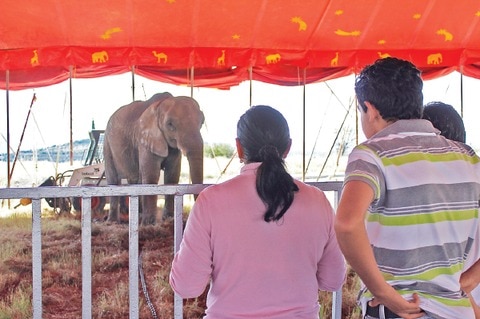 Rechazan uso de animales en circos