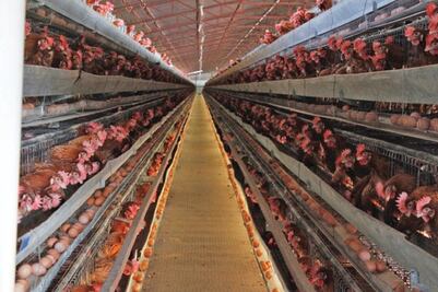 Esperan que inicie producción de huevo