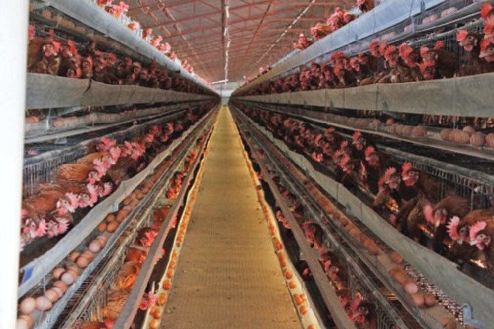 Esperan que inicie producción de huevo