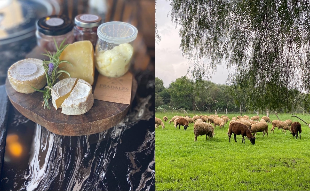 Quesería artesanal. Foto: Pradales, Queso de Oveja Gourmet