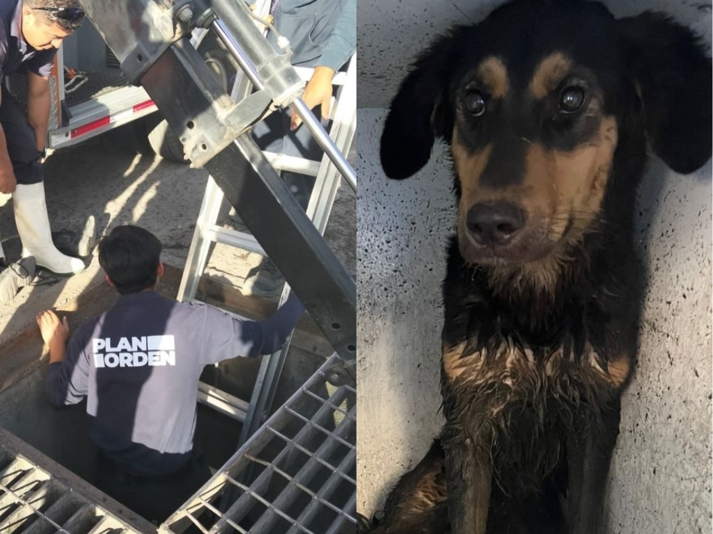 Rescatan a una perrita tras varios días atrapada en una alcantarilla en Querétaro