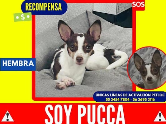 Buscan a la perrita Pucca en Querétaro; se extravió el 5 de mayo