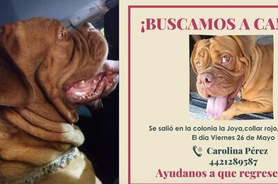 Canela se perdió en la colonia La Joya