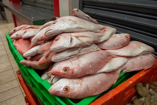 Autoridades verifican calidad e higiene de pescados y mariscos
