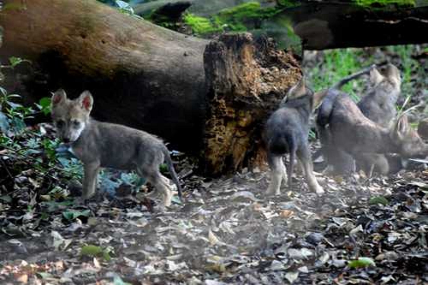 Nacen cuatro lobos mexicanos en vida silvestre; suman 31 ejemplares libres