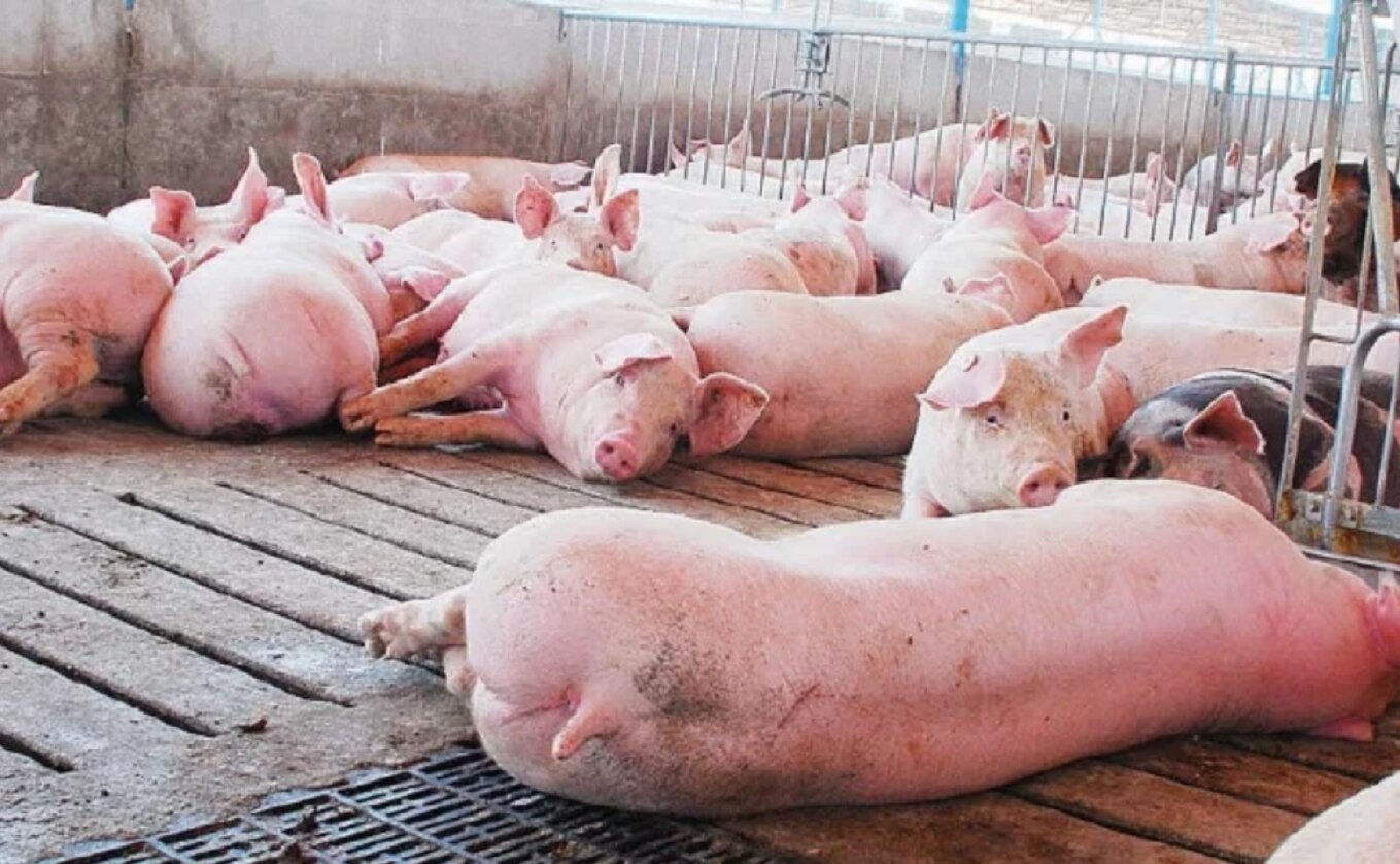 Foto: Archivo. El Universal