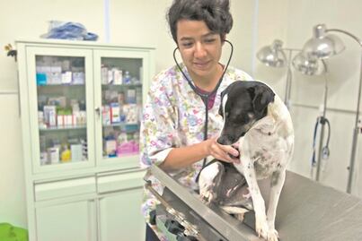 Alista a tu lomito o a tu michi; inicia campaña de vacunación antirrábica en Querétaro