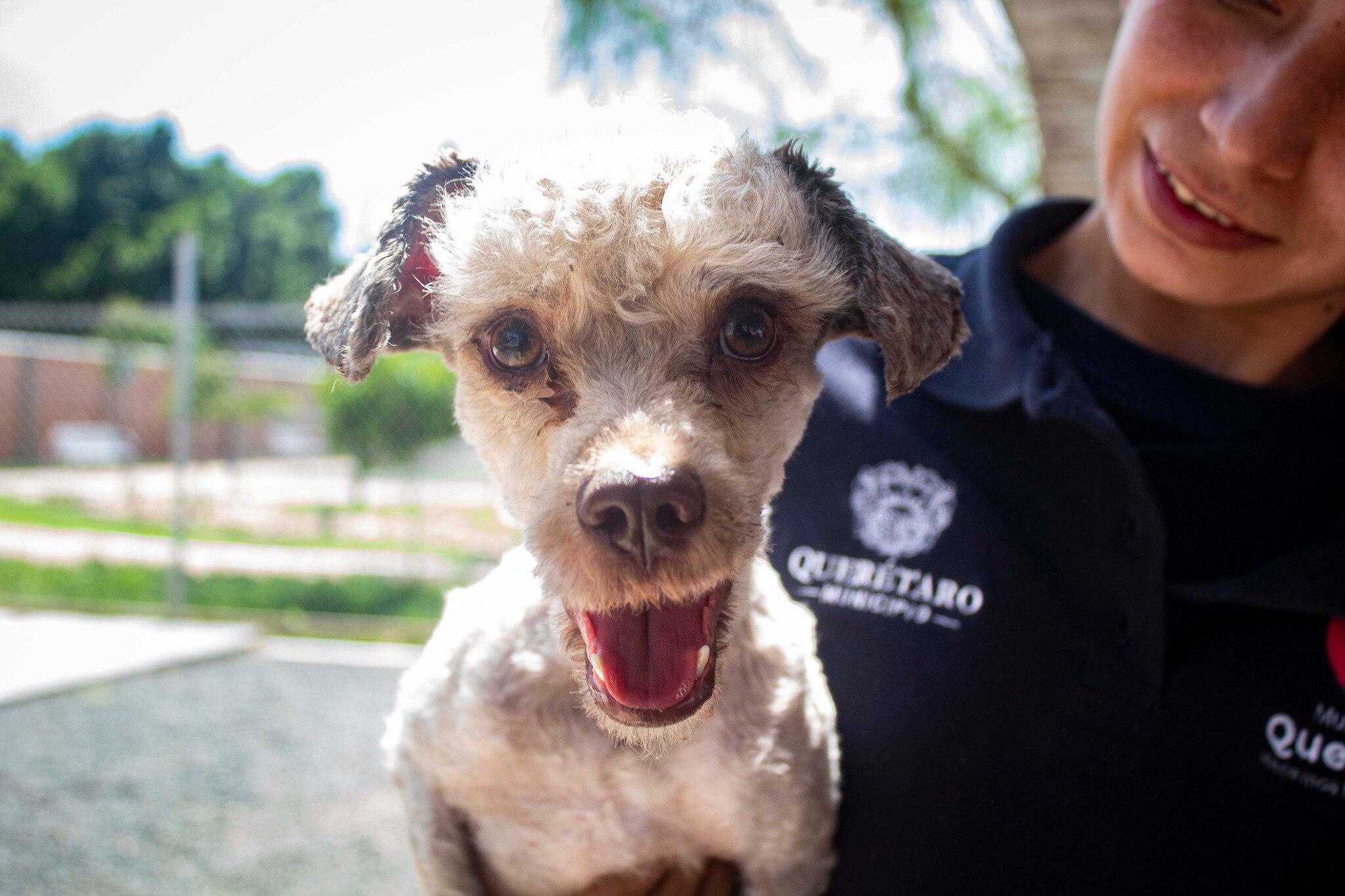 Video. Perrita busca hogar, la sacaron de las aguas negras, en Querétaro