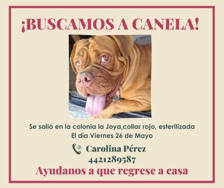 Canela se perdió en la colonia La Joya