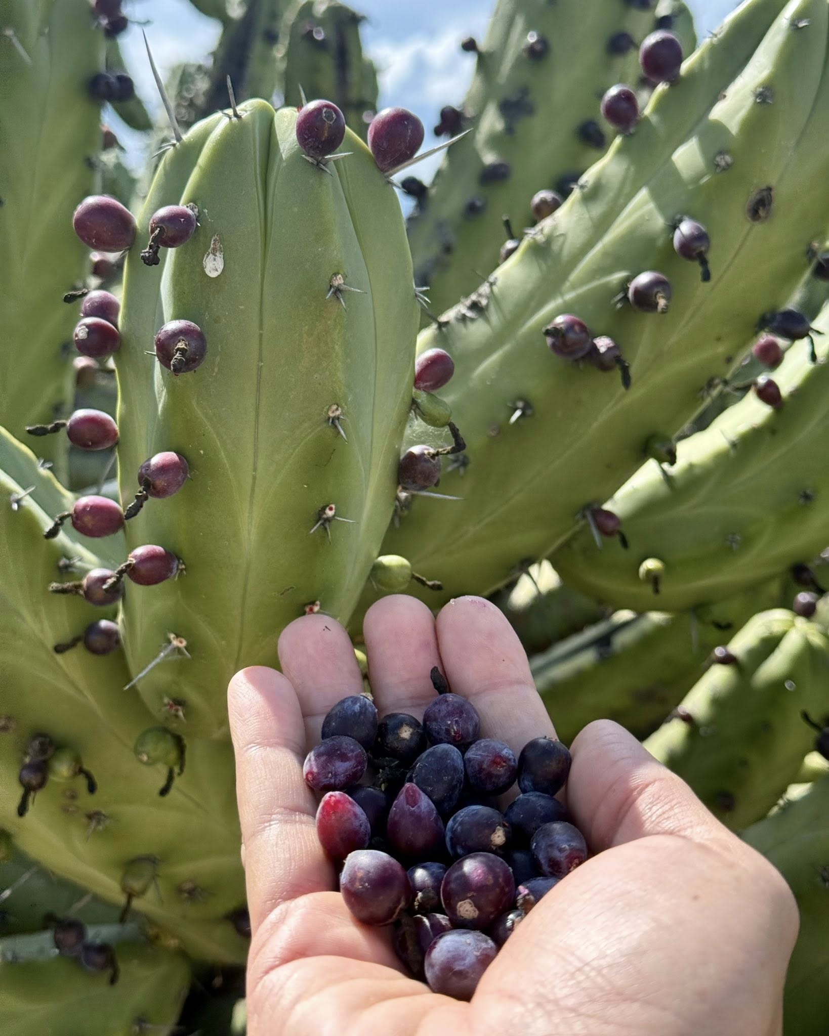 Foto: Pinshi Millennial.