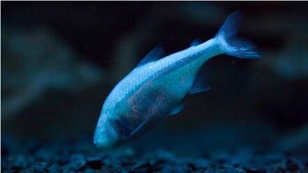 5 animales que podrían ayudarnos a vencer enfermedades humanas