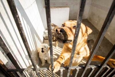 Harán adopción de mascotas en La Alameda