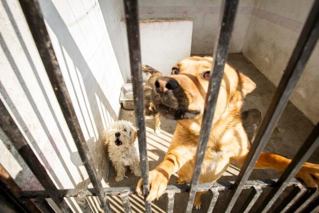 Harán adopción de mascotas en La Alameda
