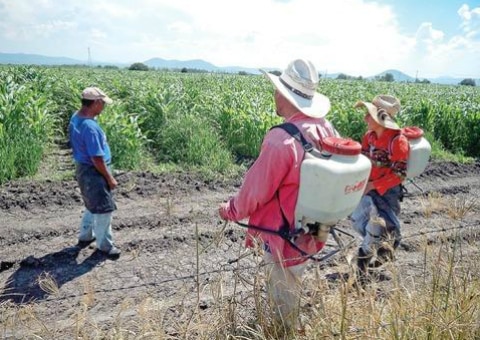 Trabajan en la atención de plagas