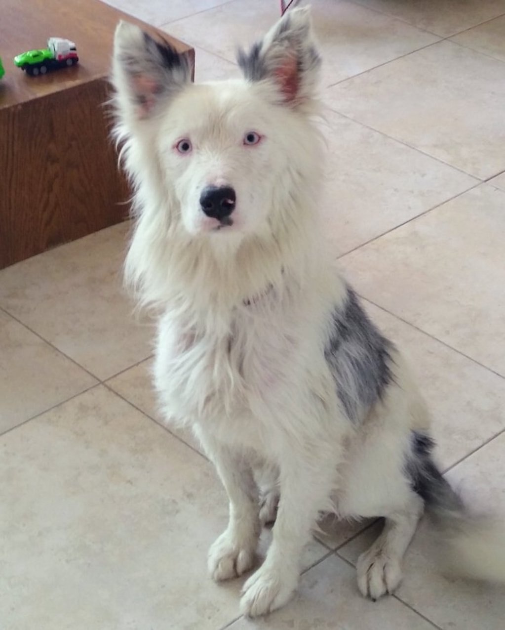 Él sólo fue a votar, pero terminó adoptando a un lomito