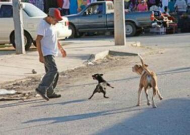 Advierten aumento de canes en calles de SJR