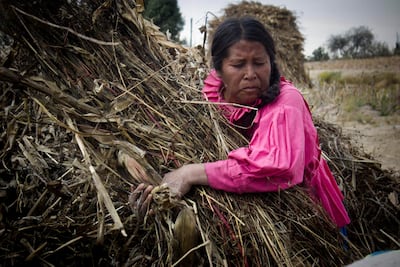 Diputada va contra exclusión indígena