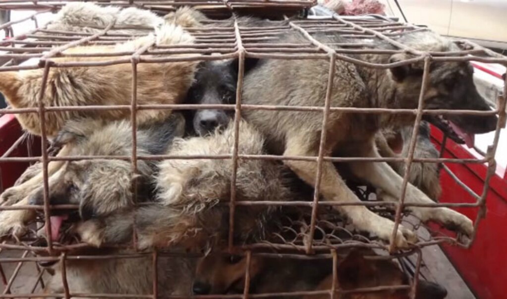 Taiwán prohíbe el consumo de gatos y perros