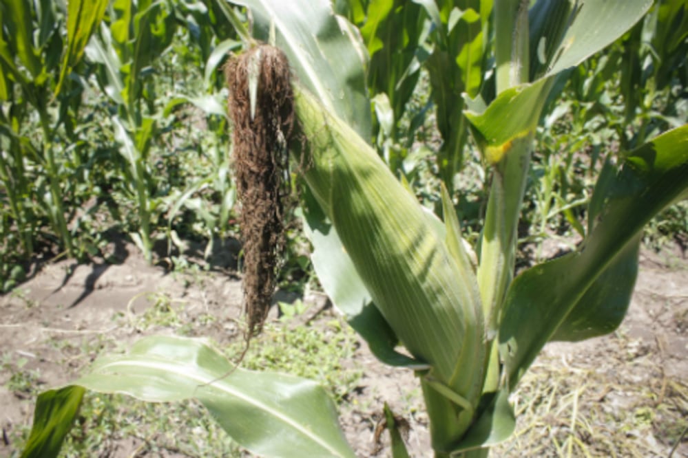 Depreciación del maíz golpea productores