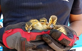 Rescatan a familia de patitos que cayó al interior de una coladera en El Marqués