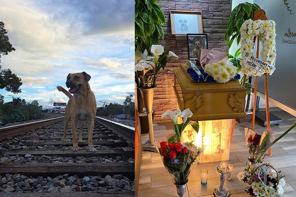 San Juan del Río despide a “Milaneso”, su perrito comunitario