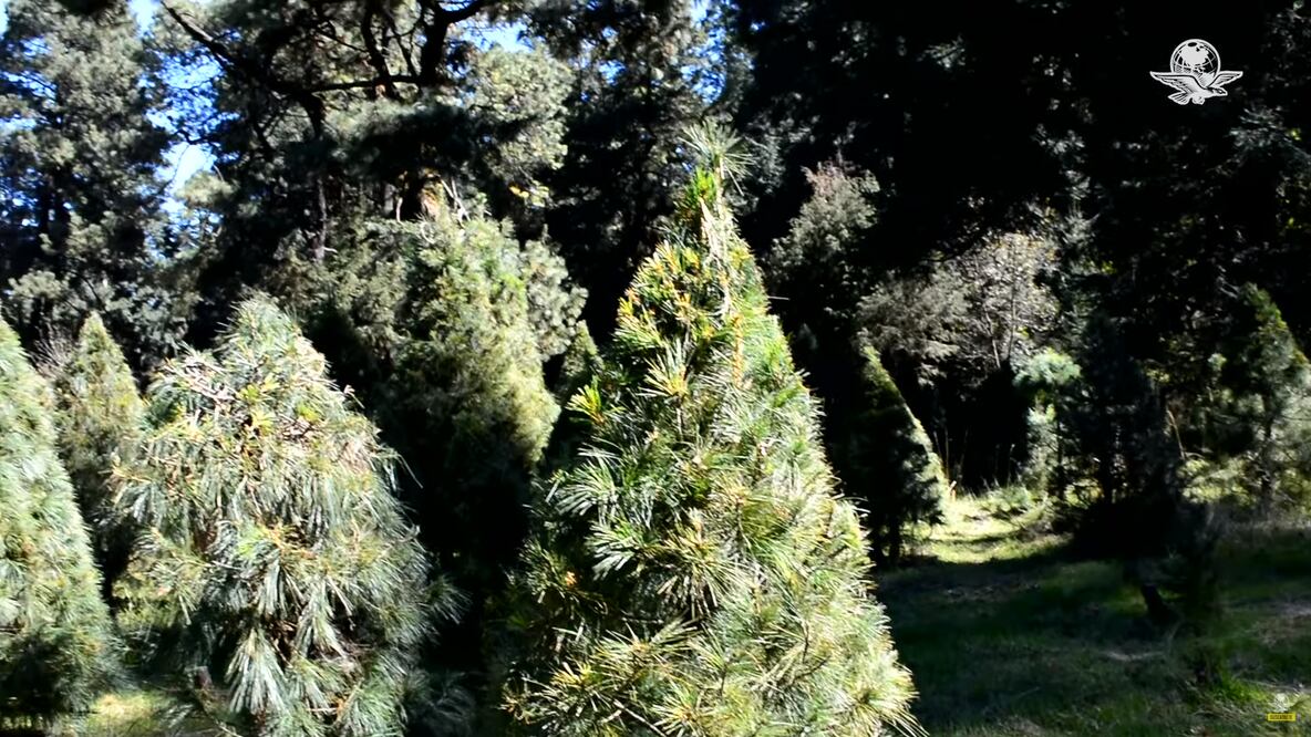 Foto: Captura de pantalla