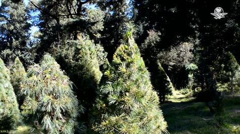 Legisladores queretanos llaman a salvaguardar los bosques