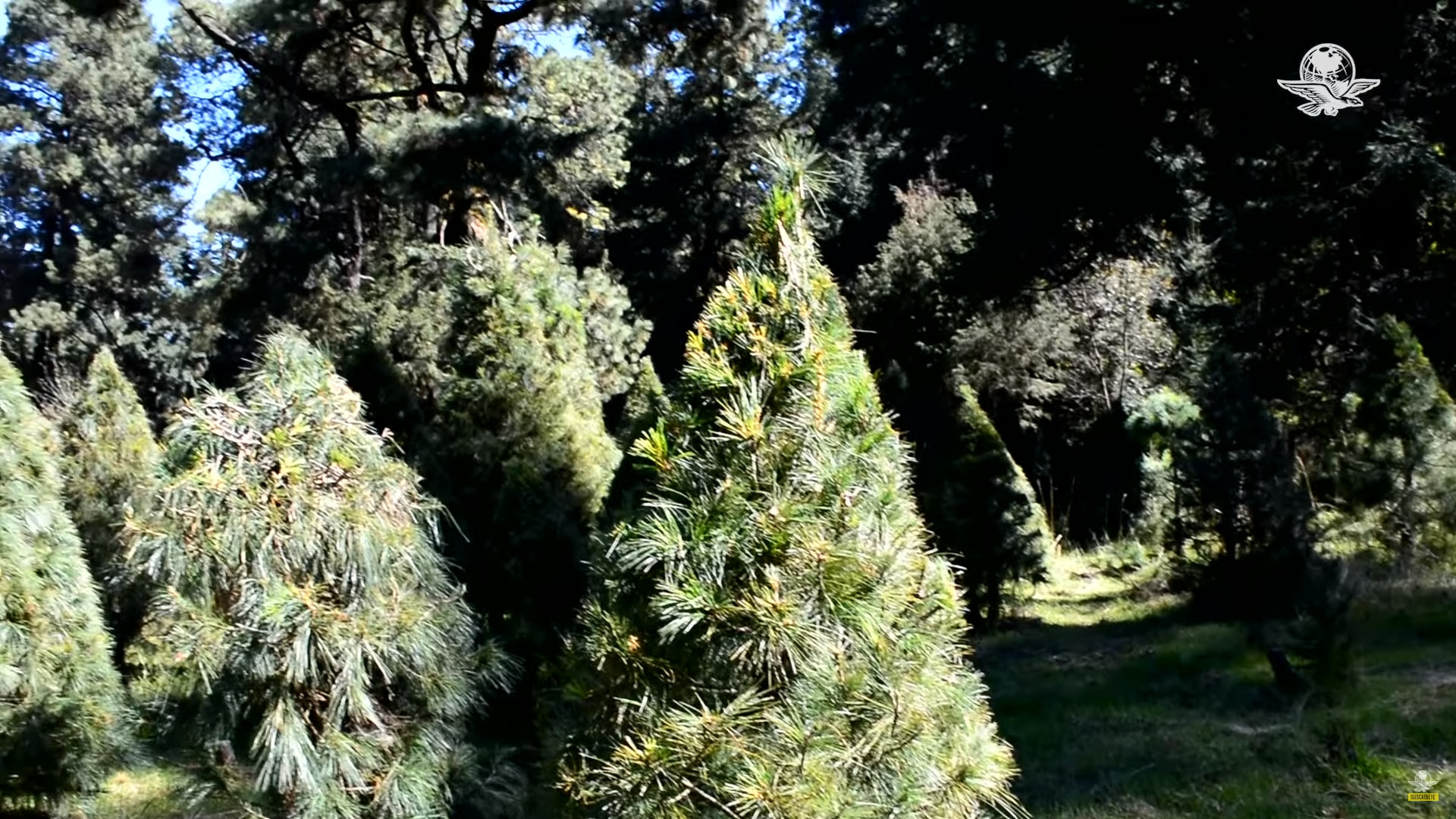 Legisladores queretanos llaman a salvaguardar los bosques