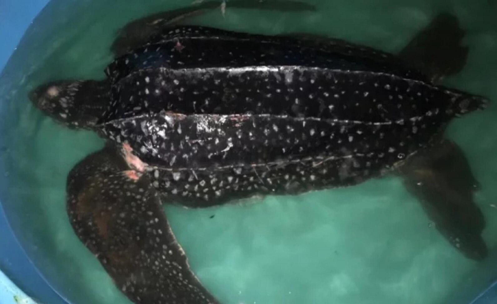 Tortuga hallada por pescadores en Sinaloa está en peligro crítico de extinción