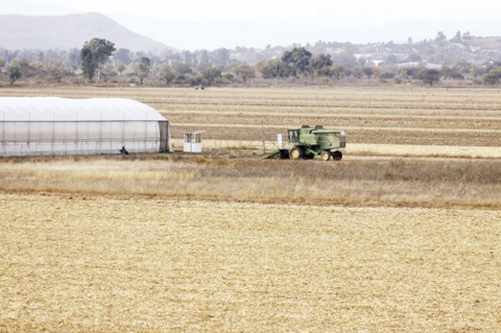  Agro  mantendrá producción: Sedea