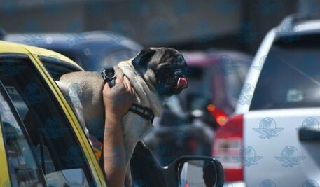 Estrategia de bienestar animal en Querétaro ha colocado más de 6 mil microchips y logrado 260 adopciones